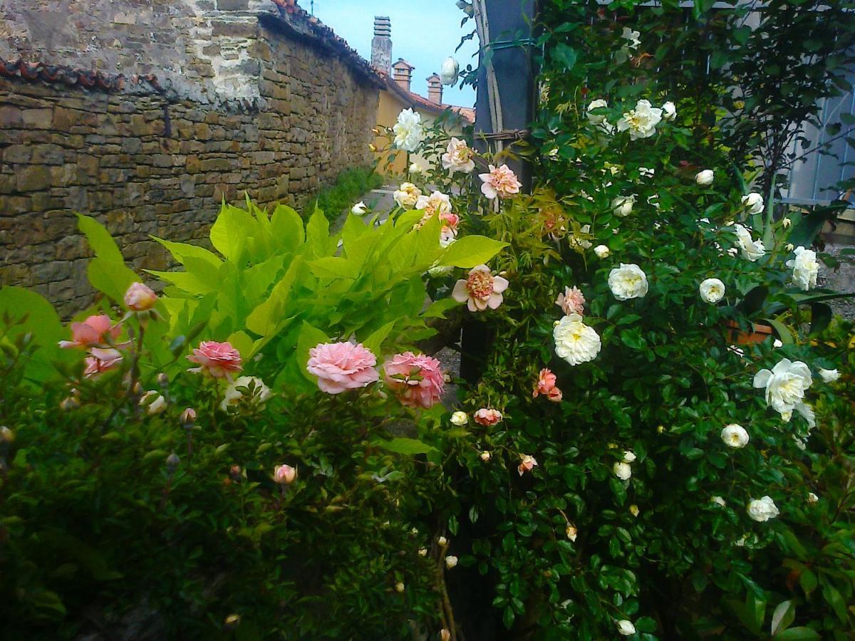 Il Glicine Bed & Breakfast San Dorligo della Valle Bagian luar foto