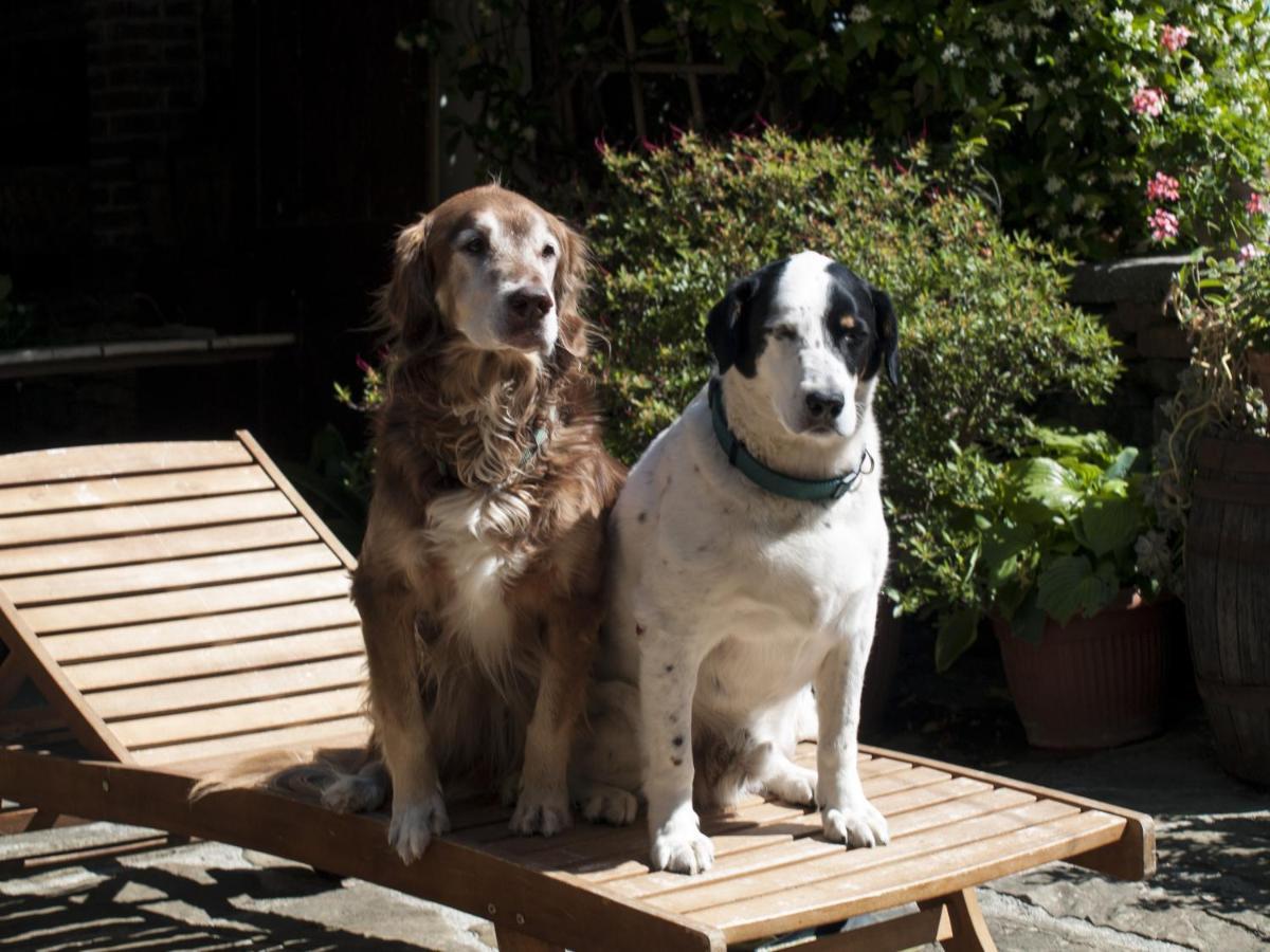 Il Glicine Bed & Breakfast San Dorligo della Valle Bagian luar foto
