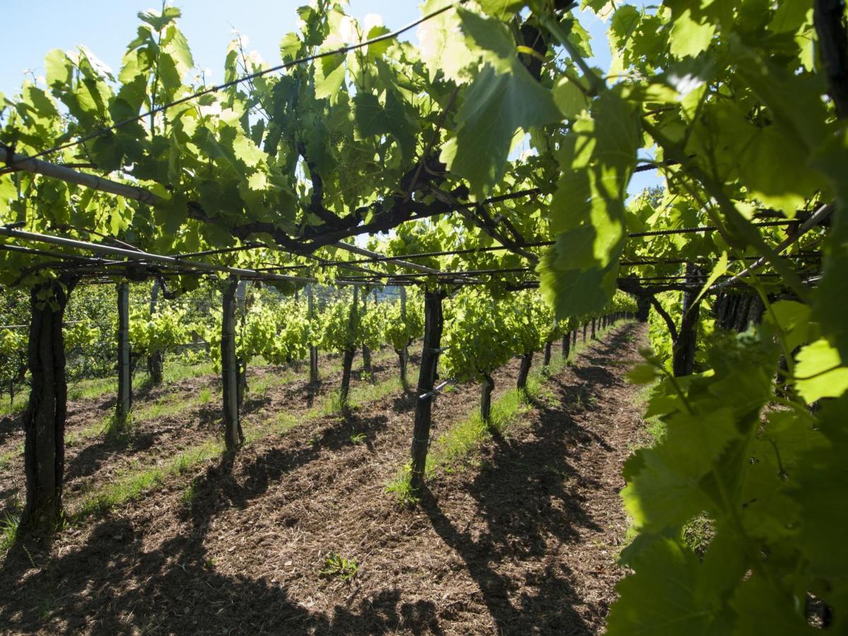 Il Glicine Bed & Breakfast San Dorligo della Valle Bagian luar foto