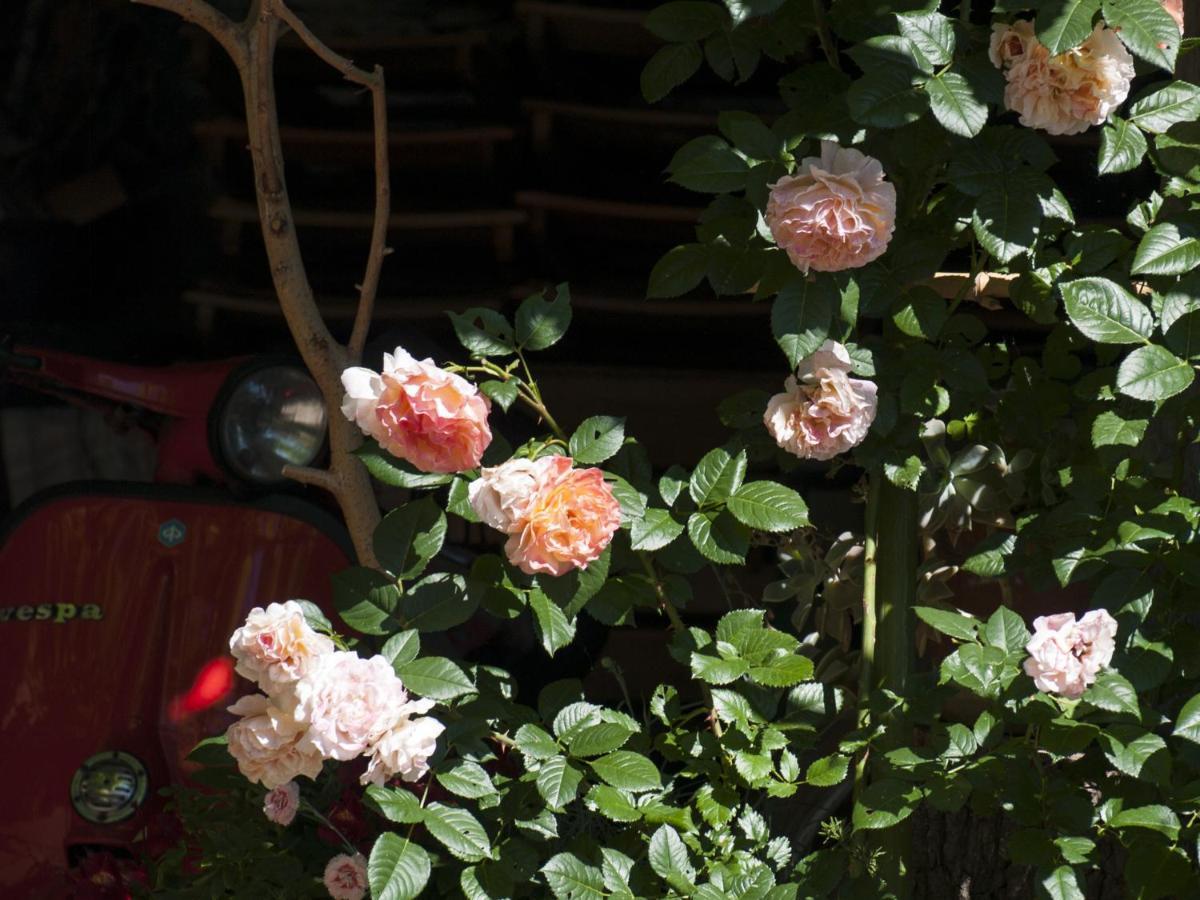 Il Glicine Bed & Breakfast San Dorligo della Valle Bagian luar foto
